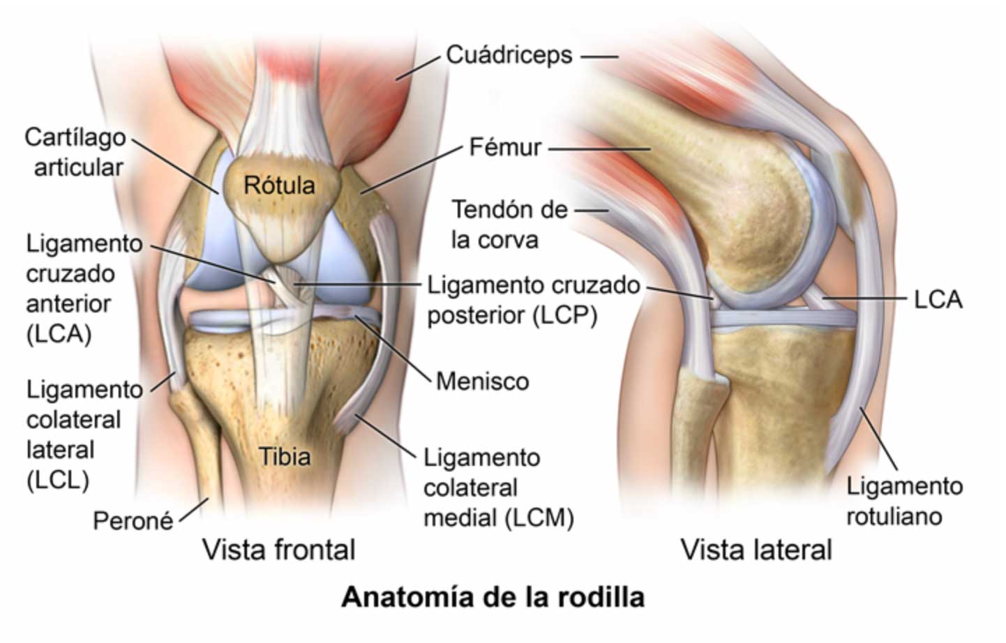 anatomia de la rodilla